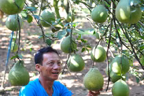 Nông dân lãi trên 1 tỷ mỗi năm từ vườn bưởi đặc sản