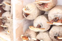 Dân Sài thành tự trồng nấm tại nhà: Sạch - rẻ - dễ 