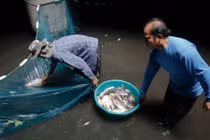 “Bể cá” 3000 con giữa trung tâm thương mại không ai biết