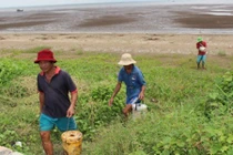 Đi săn đặc sản “mực bò“