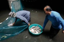 “Bể cá” 3000 con giữa trung tâm thương mại không ai biết