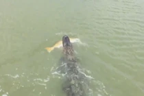 Cá sấu táo tợn cướp cá ngay trước mặt người dân 