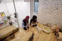 Cực độc khách sạn 5 sao cho mèo đầu tiên trên thế giới