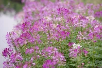 Thung lũng hoa hồ Tây hồi sinh sau khi bị giẫm nát