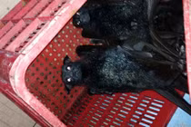 Tiết dơi pha rượu uống để "sung mãn" ở miền Tây