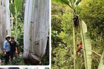Choáng với giống chuối khổng lồ cực hiếm