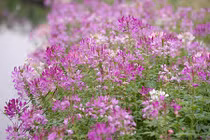 Thung lũng hoa hồ Tây hồi sinh sau khi bị giẫm nát