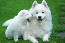 Nhà bỗng dưng xuất hiện con vật này, ắt vận đỏ như son 