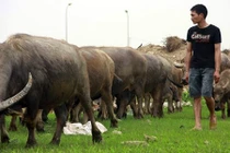 Kinh ngạc những nghề kiếm tiền tỷ khó tin ở Hà Nội, Sài Gòn