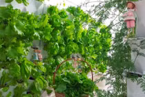 Giải pháp trồng rau sạch cho nhà chật, làm đẹp không gian