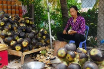 Về vùng Bảy Núi đúng vào mùa nấu đường thốt nốt