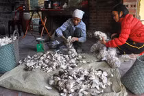 Lùng nấm sạch chữa “bệnh nhà giàu” làm đặc sản ăn Tết