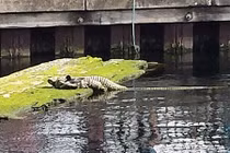 La hét khủng khiếp... nhìn nhầm đống dây thành cá sấu