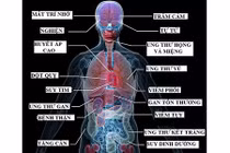 Điều gì xảy ra với cơ thể khi bạn uống rượu?