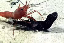 Xem video sát thủ cá rồng bất ngờ bị tôm tóm gọn