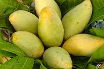 Về Hoà Lộc tìm nguồn gốc vua của các loại xoài