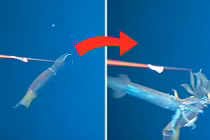 Thấy cảnh đáng sợ khi thả máy quay xuống biển sâu 134m