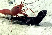 Xem video sát thủ cá rồng bất ngờ bị tôm tóm gọn