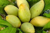 Về Hoà Lộc tìm nguồn gốc vua của các loại xoài