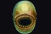 Phát hiện bất ngờ về tổ tiên sơ khai nhất của loài người 