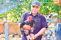Cuộc đời thăng trầm của ông "vua" gà Đông Tảo