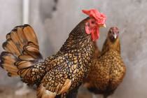 Chiêm ngưỡng trại gà “độc”, lạ nhất Việt Nam