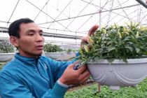 Choáng với hạt giống cây cảnh lạ giá 250.000 đồng