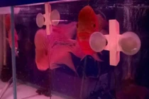 Bí kíp xăm cá độc đáo biếu sếp rước vận may tài lộc năm mới