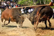 Vợ chết thảm vì bị bò của chồng húc