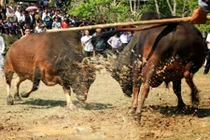 Vợ chết thảm vì bị bò của chồng húc