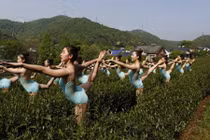 Dàn thiếu nữ mặc đồ mỏng manh múa Ballet trên đồi chè bị “ném đá“