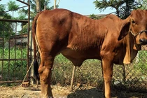 “Tròn mắt” bê 9 tháng tuổi nặng gần gấp đôi bò trưởng thành