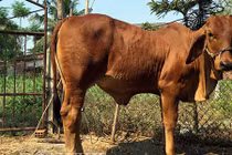 “Tròn mắt” bê 9 tháng tuổi nặng gần gấp đôi bò trưởng thành