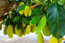 Tròn mắt nhìn mít tố nữ 300 trái mọc chi chít tận gốc