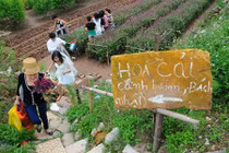 Khi nhà vườn treo bảng "coi chừng chó dữ" miễn tiếp ... dân phượt