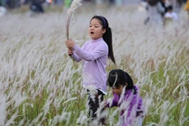 Mê mẩn ngắm vẻ đẹp bãi cỏ lau tuyệt đẹp giữa Hà Nội