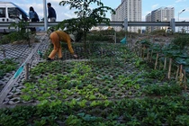 Giữa Hà thành trồng rau hốc đá như dân H'Mông