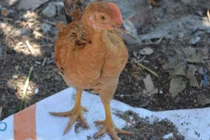 Gà tre Quế Sơn đặc sản xứ Quảng có gì lạ?