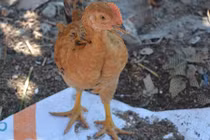 Gà tre Quế Sơn đặc sản xứ Quảng có gì lạ?