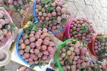 Cháy hàng mận tam hoa giá 5.000 đồng 1 quả 