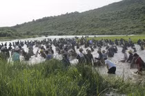 Hàng nghìn người đội nắng 40 độ C bắt cá cầu may