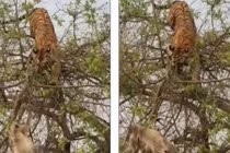 Trèo hẳn lên ngọn cây săn mồi, hổ dữ bị khỉ mẹ hạ gục