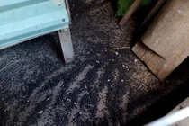 Khốn đốn vì bọ đậu đen