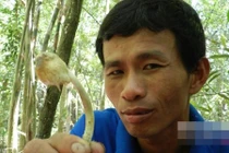 Tiếc công hái nấm độc, quyết ăn, suýt chết sạch cả nhà