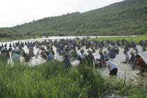 Hàng nghìn người đội nắng 40 độ C bắt cá cầu may