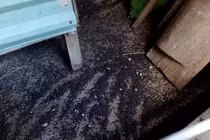 Khốn đốn vì bọ đậu đen