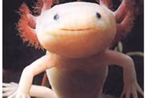 Những sinh vật kỳ lạ giống người đáng sợ nhất hành tinh 