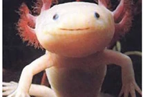 Những sinh vật kỳ lạ giống người đáng sợ nhất hành tinh 