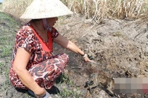 Kỳ lạ lão nông dự báo cái chết thảm của mình trên cánh đồng