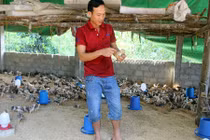 Bỏ nhà vào rừng nuôi gà bằng thảo dược